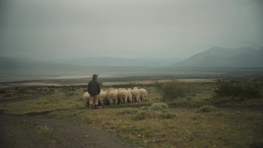 Man walking in a field accompanying his sheep and dogs on a cloudy and foggy day