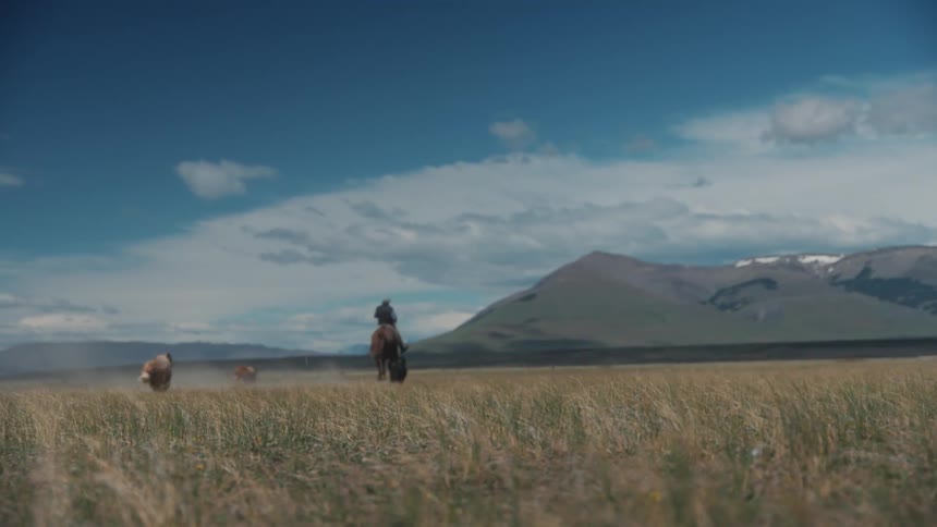 Man riding a horse in a grassland with his dogs following him