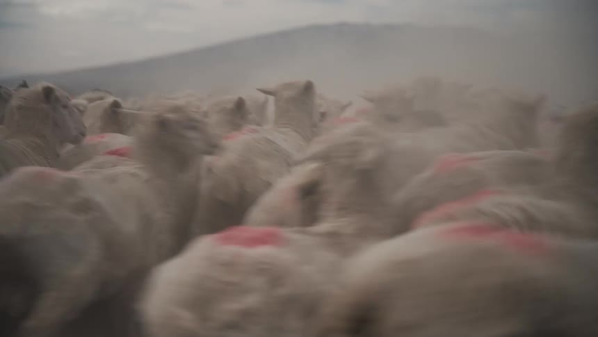A flock of woolless sheep marked in red running around