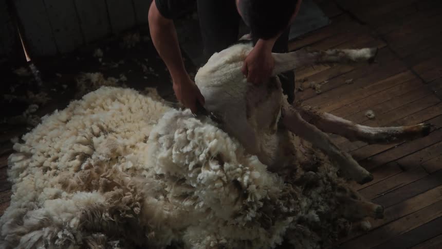 Man with a machine shearing wool from a sheep