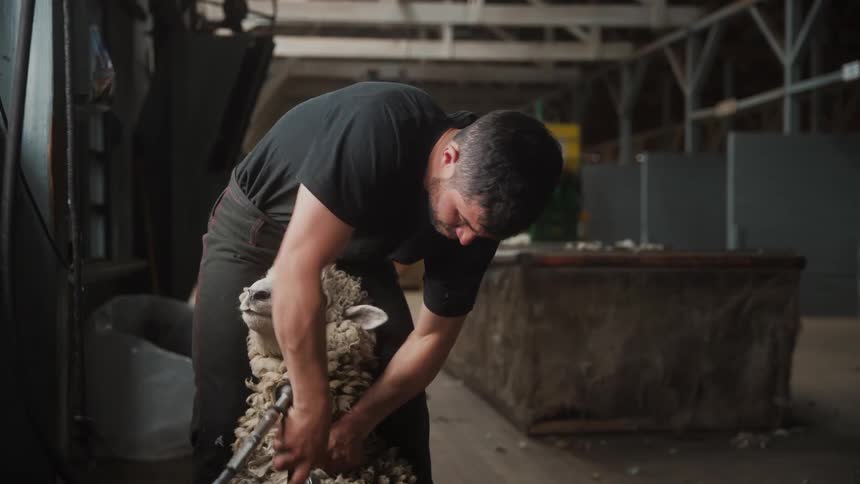 Man inside a ranch holding a sheeps leg and shearing its wool