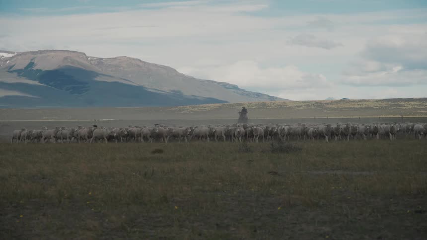 Sheep walking in the pasture guided by dogs with a man on horseback