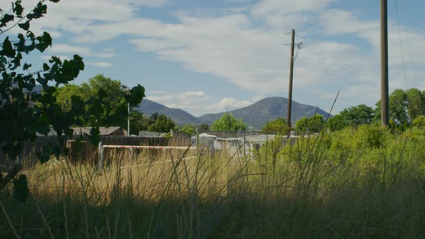 Grass and trees in a rural area on a sunny day