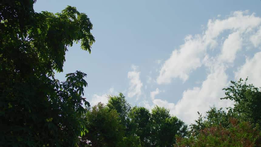Green tree tops under a blue sky with white clouds on a sunny day