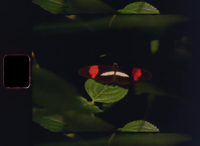 Super 8mm film footage of black butterfly with red and white pigmentation resting on a green leaf in front of a dark background with sideways camera movement