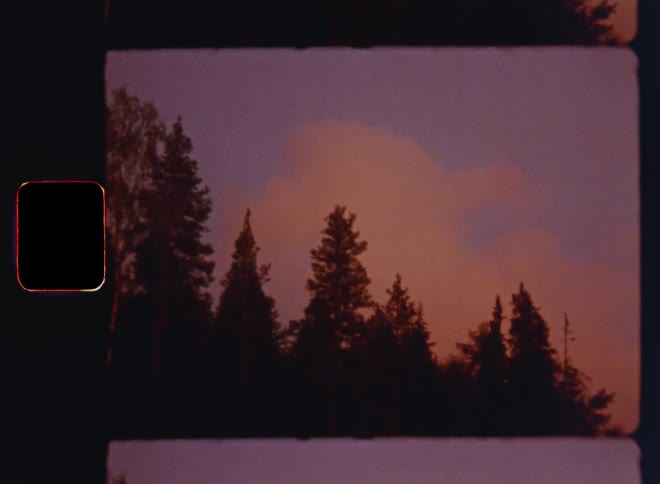 Upward view of a purple dawn sky behind the top of trees in a forest with pink cumulus clouds and vibrant lilac or purple tones on retro vintage Super 8 film