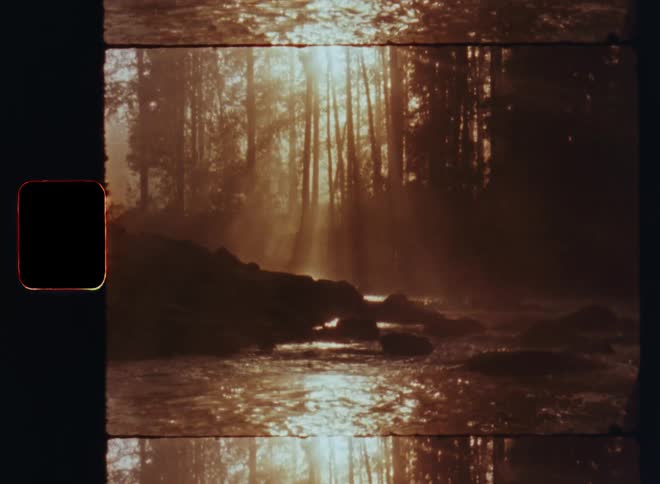 Sunlight shines between tall trees that stand above a river