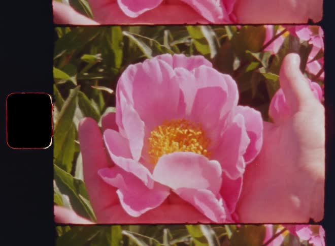 The hands of a young woman are holding a flower in their palms that open up revealing the yellow center or pistils of the beautiful wildflower with vibrant petals that are illuminated by the bright sunshine of a sunny day on Super 8 film