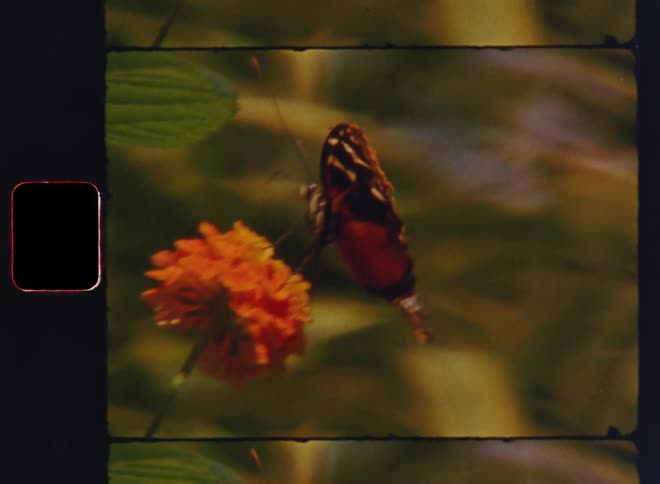 Small colorful butterfly stands atop a blossoming orange flower to collect nectar or pollen grains while pollinating the flower in the warm sunlight of a springtime evening during golden hour