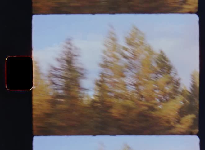 Pine trees of a natural forest pass quickly in front of a blue sky with gray clouds with the warm sun light of a mild autumn or late summer evening illuminating and shining on them while looking out of an open car window on vintage Super-8 film