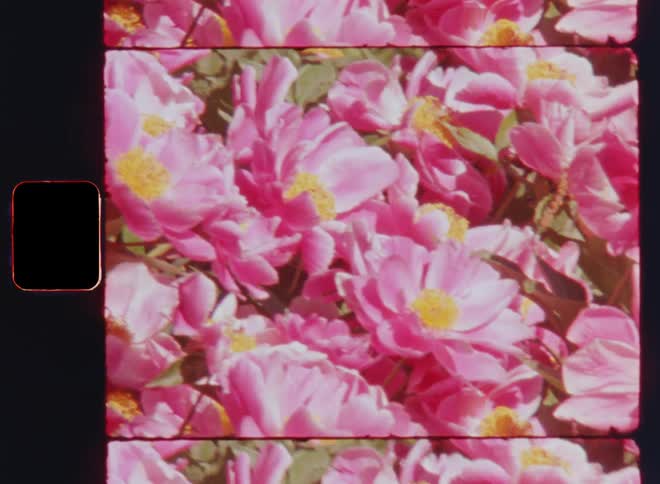 Peaceful and beautiful closeup film footage of many pink flowers with yellow centers or pistils with pollen grains and vibrant petals facing the bright warm sunshine on a sunny summer day in a flower garden or park
