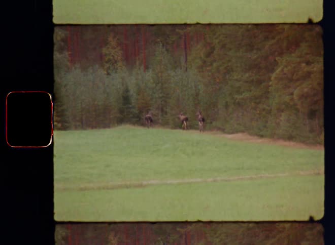 Three wild moose or large deer are running or walking into the forest from an open field with green grass on the Scandinavian countryside with wild animals and stunning nature