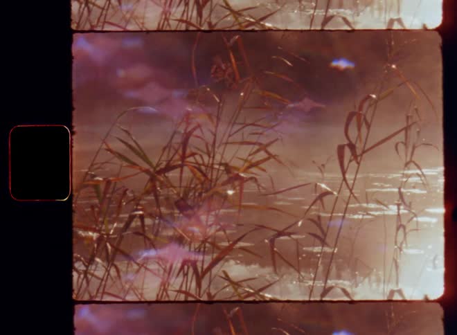 Panning view of the calm surface of a forest lake with water lilies and reed or cane plants and a bright sunlight reflection causing lens flare and glaring light on vintage Super 8 mm film with retro vibes