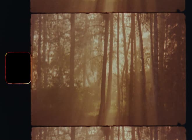 Sun shines through conifer trees onto a stream passing through forest on a foggy day
