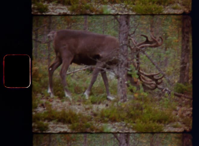 A strong male reindeer or caribou with large antlers slowly walks through a grove in between trees while grazing on small green brush in the wilderness of Northern Sweden or Swedish Lapland in Scandinavia