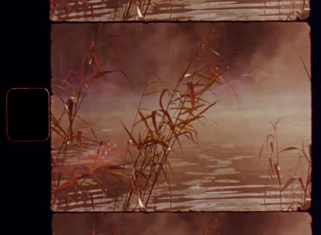 Smoothly gliding through the reeds in front of water lilies floating on the surface of the water of a lake or river with fog and mist steaming and rising up in the first morning light on a beautiful late summer day