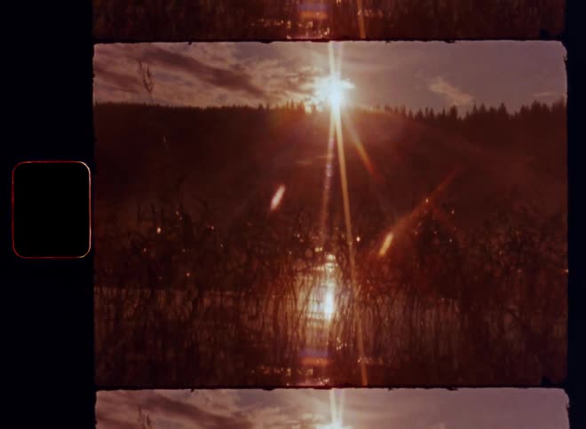 The early morning sun rises and shines brightly over the reeds in the forest lake caught on vintage film with smooth sideways camera movement or motion and a bright lens flare