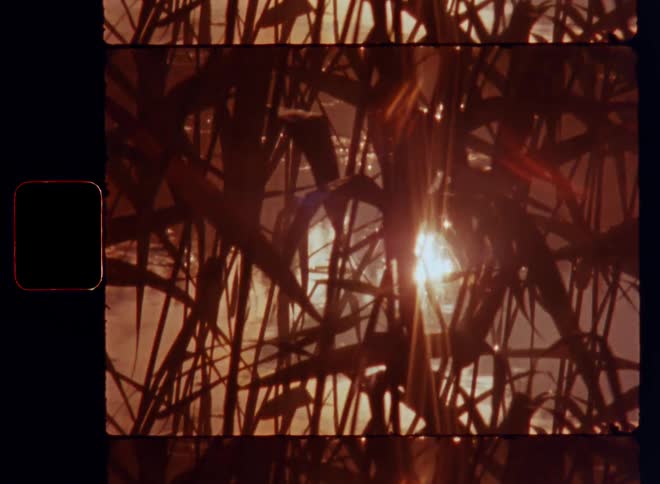 The setting sun reflects on the calm surface of a lake or river while shining through the reeds or cane bushes growing along the shore of the body of water causing lens flare in vintage retro camera