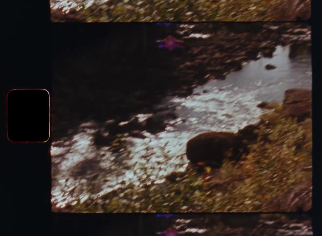 River flows through the forest caught on vintage film
