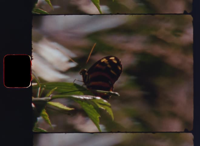 Handheld Super 8 Closeup or macro shot of a butterfly sitting on a green leaf while flapping or moving his wings gently as another butterfly with orange striped wings flies around illuminated by the sunlight