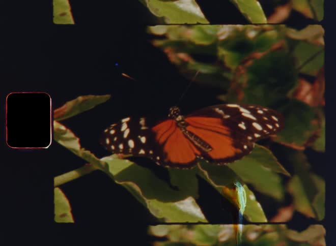 A beautiful colorful butterfly with orange and black wings with white spots resting on the leaf enjoying the warm sunshine on the plant while warming up in the sunrise of a warm summer day on vintage film footage with retro vibe