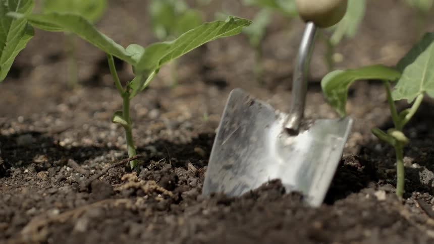 A person is digging soil with a small shovel