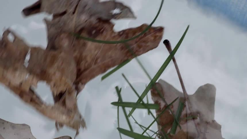 Leaves and grass are scooped out of water with a net