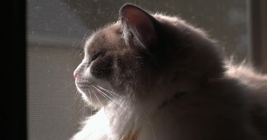 A cat is looking out the window screen