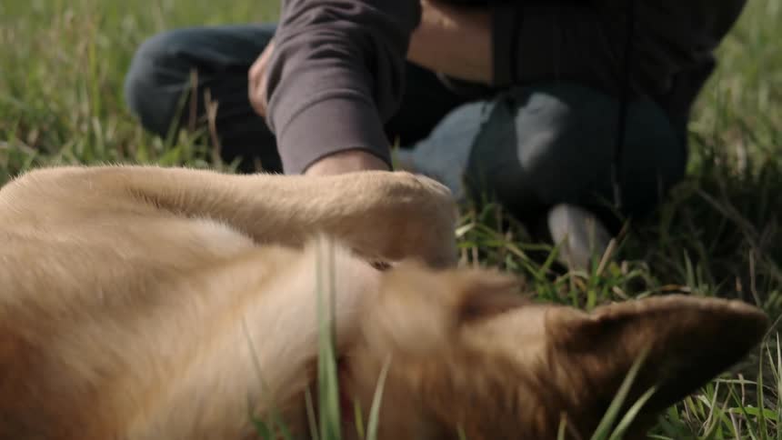 A man is petting his dog who is chewing a ball