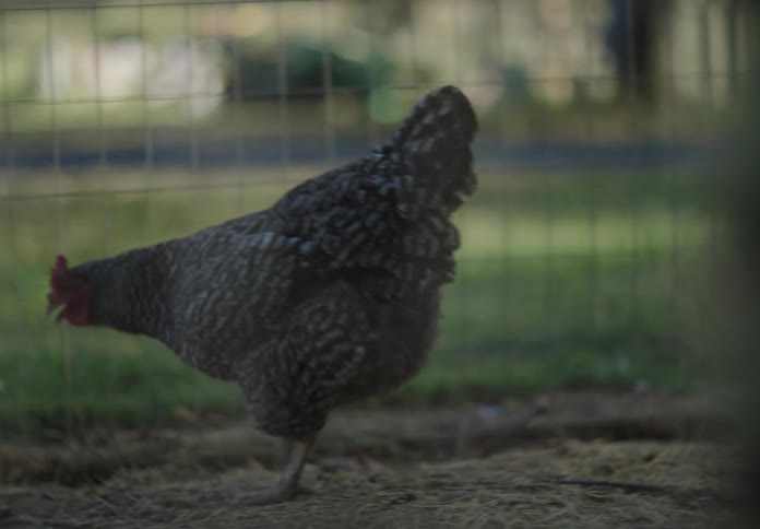A rooster is walking around within a pen in the backyard of a home during the daytime