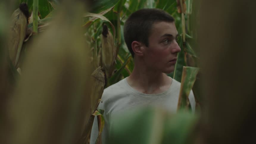 Young man in the middle of a cornfield observing