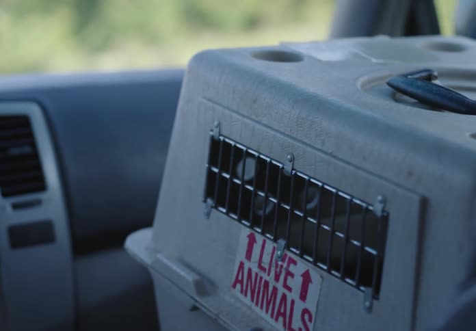 A small carrying case for wild animals sits on a seat in a truck traveling on a bumpy road in the daytime