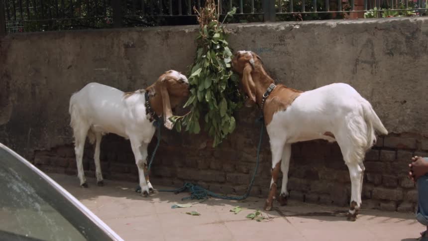 Goats nibble on the leaves of a hanging bundle of branches