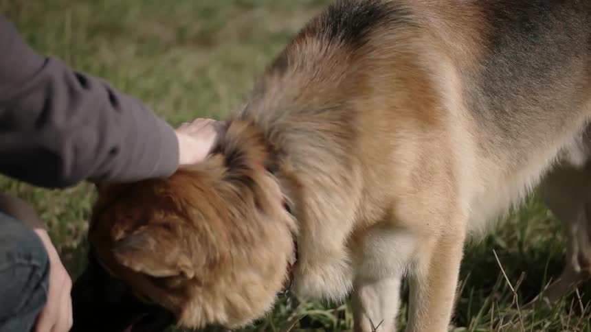A man pets his dog on the grass