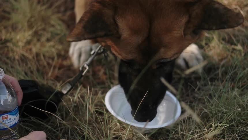 A dog drinks water from a bowl