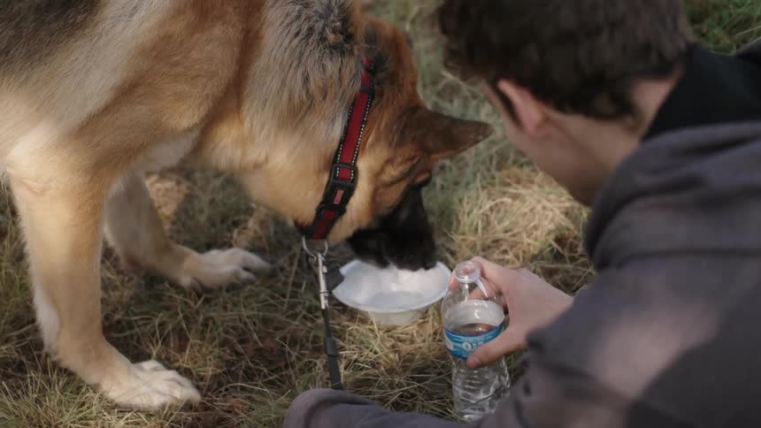 A man pours some water for a dog who drinks it