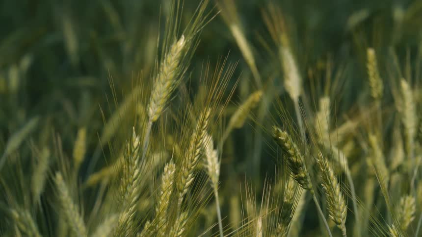 The tall grass blows in the wind