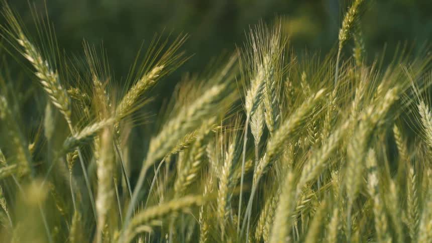 Closeup view of lush green wheat fields