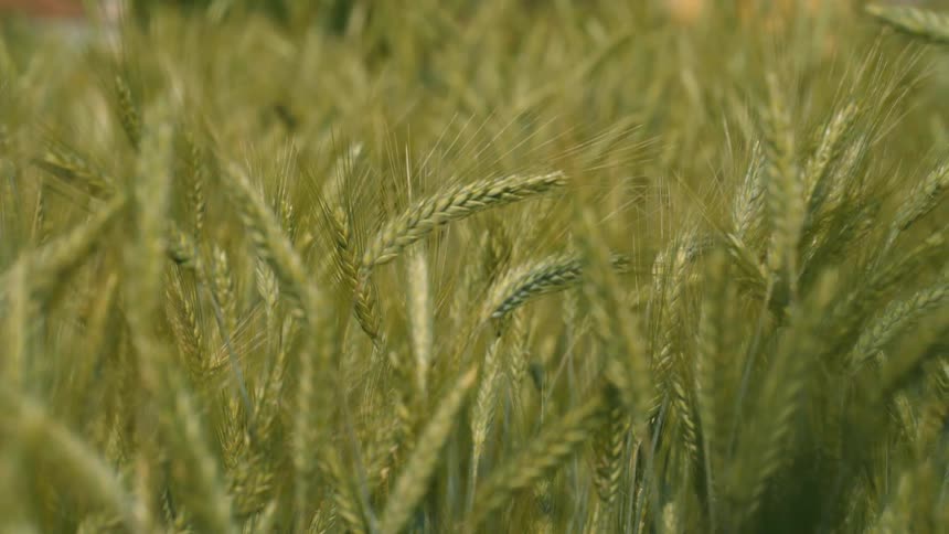 Green wheat chaffs