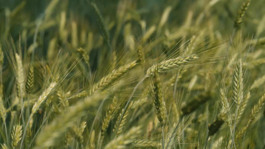 Close up of a field of wheat