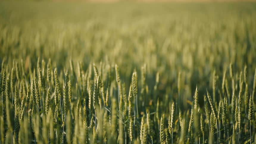Closeup of wheat fields
