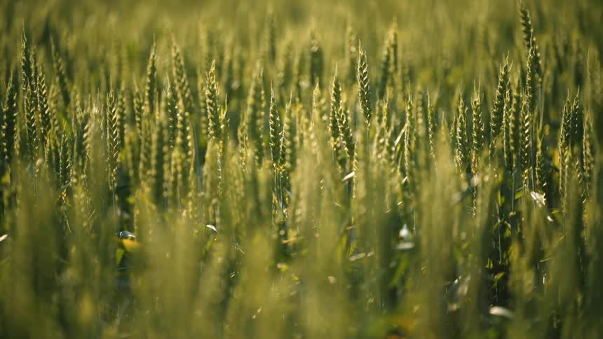 Closeup of an outdoor grassy field
