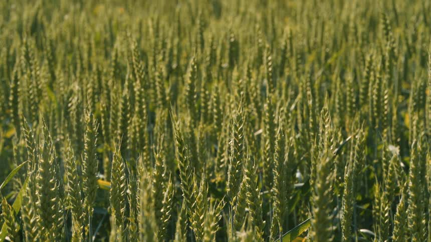 Green tips of wheat stocks in a field twitch slightly in the wind on a sunny day