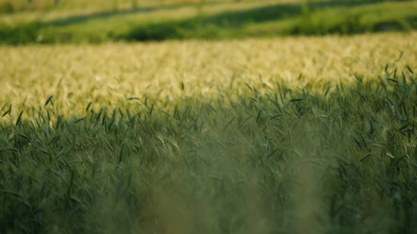 A wide shot of a field of wheat on a sunny day