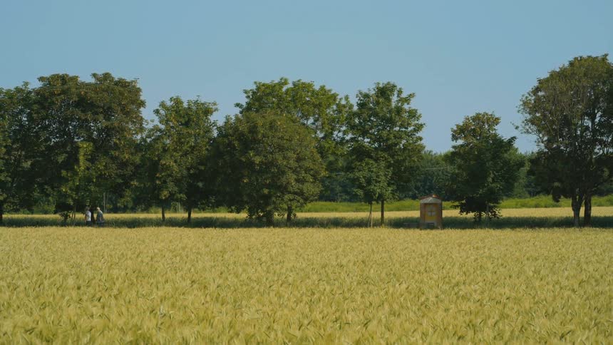 View of a grassland with grain crops on a day with a blue sky