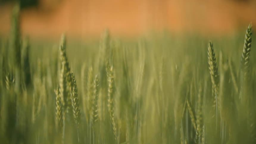 Extreme closeup of a wheat field