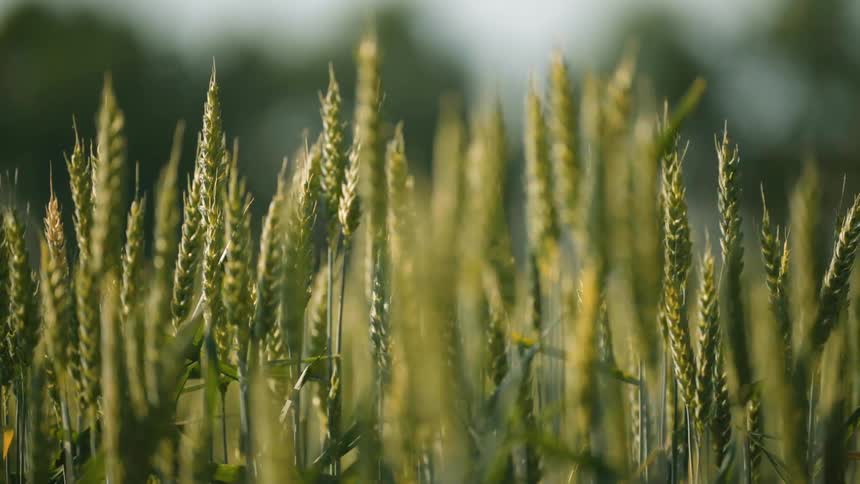 Green wheat stalks wave in the wind