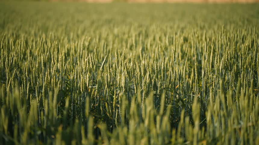 Field with a green wheat crop