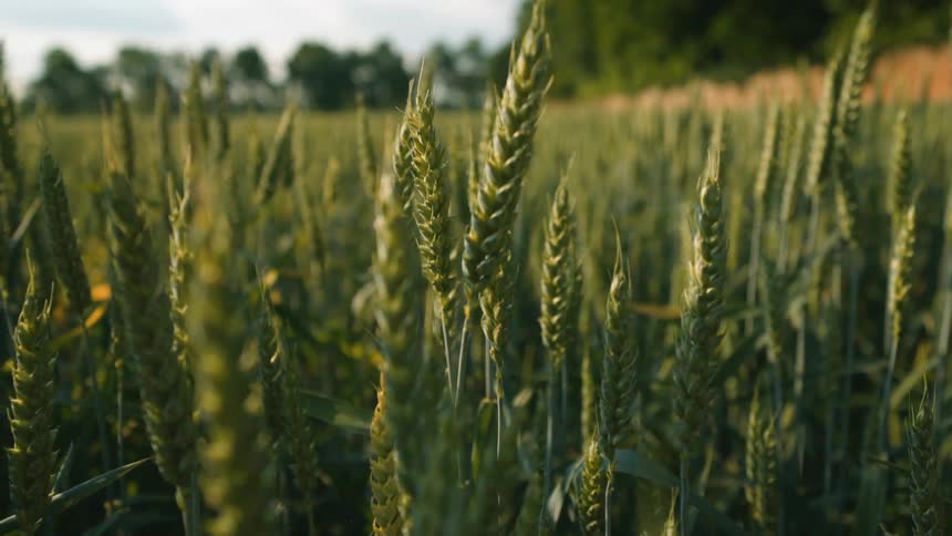 A wheat field on a sunny day