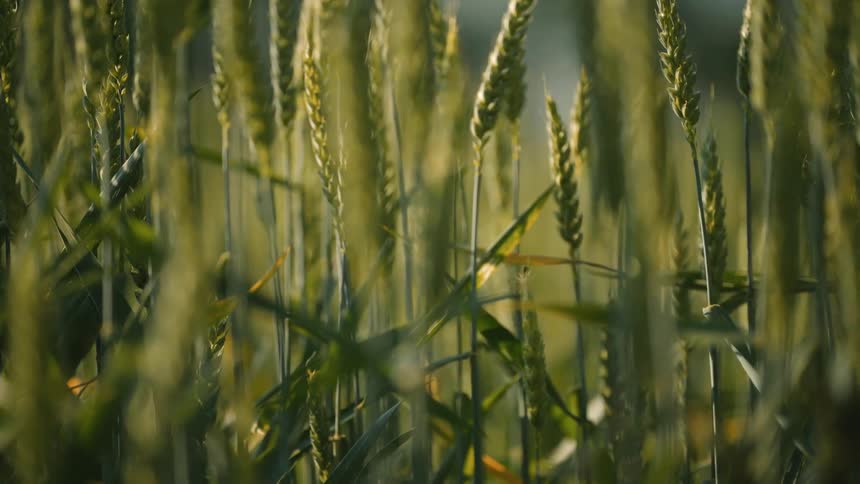 Closeup of wheat fields